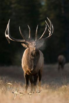 bugle of a bull elk echos through the pines