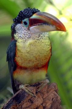 Curl crested aracari.