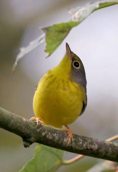 Canada Warbler - (wilsonia canadensis)