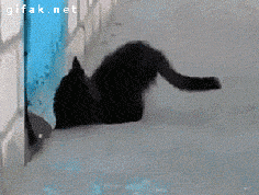 Cat Helps Dog Escape (gif)