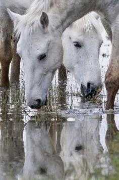 ♔ wild mustang horses