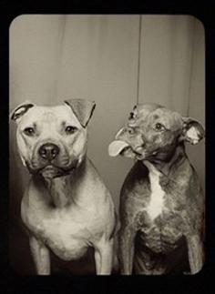 Two dogs in a photo booth