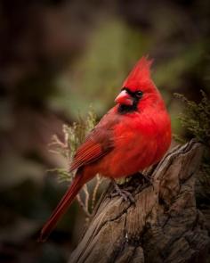 Cardinal photo by Blair Turrell on 500px