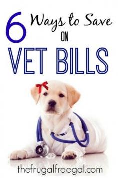 ways to save on vet bills