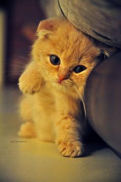 Cute kitty!