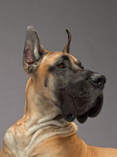 #Great #Dane