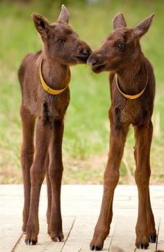 Baby moose- they're all legs!