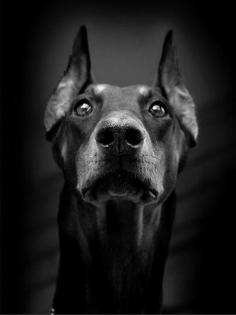 doberman