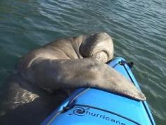 manatee hugging a kayak-this would be my dream come true