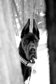 Black great dane. Melissa Ricca Photography