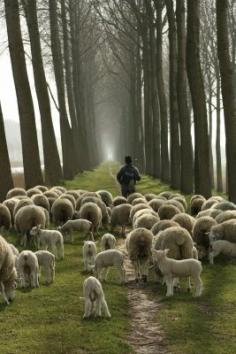 Be the shepherd......Wales