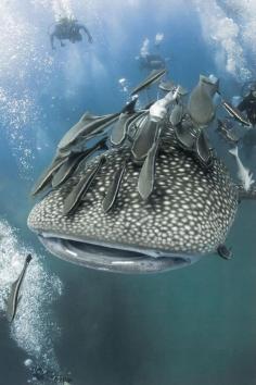 Whale Shark.