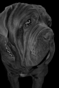 #Neapolitan #Mastiff / #Mastiff / #Mastino #Napoletano #Cane / #large #dog