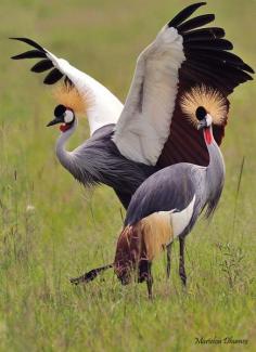 Grey-crowned Cranes