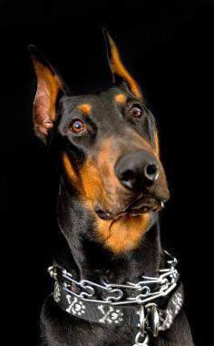 #Doberman