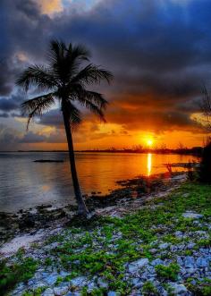 Cayman palm sunset