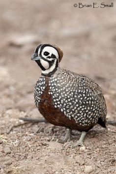 MONTEZUMA QUAIL (Cyrtonyx montezumae) - found across Mexico and marginally into the southern United States in Arizona, New Mexico and Texas in oak savannas, pine-oak woodlands, scrublands and mixed conifer woodlands. They forage on the ground, digging for bulbs or succulent forbs and sedges, and picking seeds, acorns, fruits and some insects. They nest on the ground, in a structure woven with grass placed under cover. There the female lays 6-12 chalky white eggs.