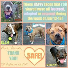 DEAR PINNING FRIENDS ♡  THANK TO YOU ALL WE ARE SAVE ♡ YOUR DOGS FROM NEW YORK DEATH ROW ♡ THANK YOU FOR SHARING US ♡