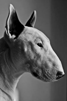 Bull terrier portrait