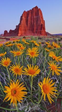 Mule's ears abloom in the Cathedral Valley of Capitol Reef National Park, south-central Utah • Guy Tal Photography