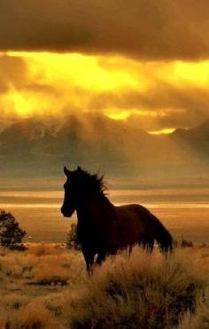 Horse against the sunset.