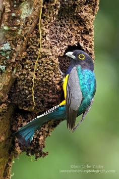 Gartered Trogon by Juan Carlos Vindas on 500px