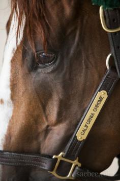 California Chrome