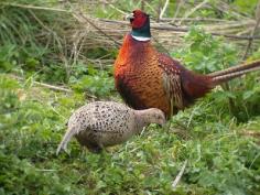 pheasants