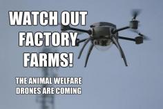 Awesome!! Australian Animal Activists Launch Spy Drone to Monitor Factory Farms. Article. 9/4/2013 Posted to Desert Hearts on  - 9/4/2013 DESERT HEARTS Animal Compassion www.facebook.com/...