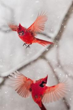 Cardinals in a Snowstorm