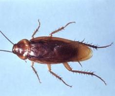 Cockroaches are originally from Africa