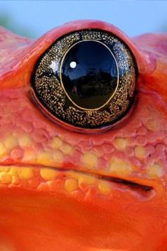 Frog's Eye