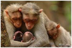 Monkey family, so tender