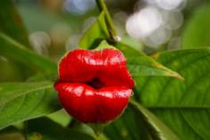 Affectionately known as Hooker’s lips, Psychotria elata with it’s colorful red flowers attracts many pollinators including butterflies and hummingbirds.