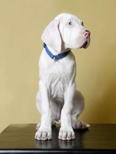 Albino Great Dane - Did you know they're born deaf and some people "put them down" because they're "worthless." I can't even imagine.