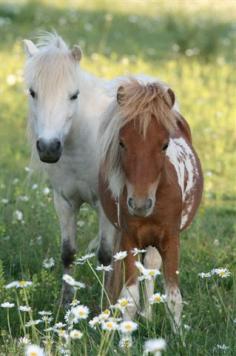 American Miniature Horses... My kids would be so in love with these.   www.bubblews.com/...