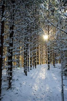 ✯ Snow Forest, Sweden