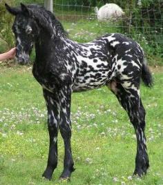 Gorgeous baby Mystic Warrior.    3/4 Friesian and 1/4 Appy stallion