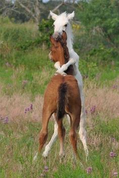 Horsey hugs!