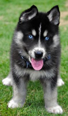 Husky - beautiful, magnificent eyes!