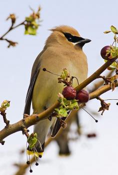 Cedar Waxwing