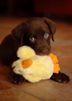 labrador pup