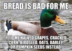 feeding ducks wrong