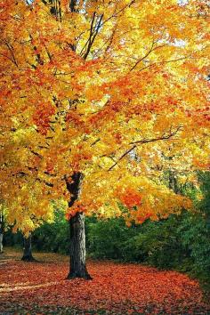 Tree in Mingo Park