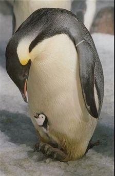 Penguin Mama  Her Baby Chick. Chicks rock!