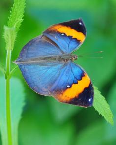 Indian Dead Leaf Butterfly with wings open