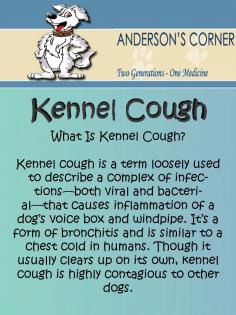 Kennel Cough