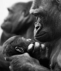 Primates ~ sweet moment between Mama .....