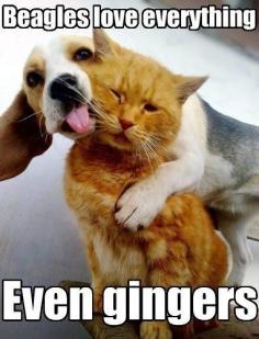 Oh My Freaking Stars!: Beagles & Gingers