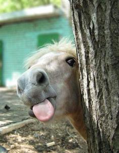 Pony!!